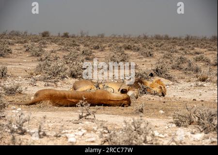 Couple de lions couché juste à côté de la route, parc national d'Etosha, Namibie Banque D'Images