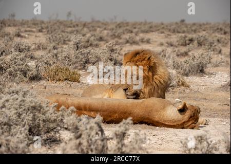 Couple de lions couché juste à côté de la route, parc national d'Etosha, Namibie Banque D'Images