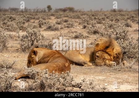 Couple de lions couché juste à côté de la route, parc national d'Etosha, Namibie Banque D'Images