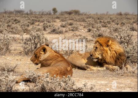 Couple de lions couché juste à côté de la route, parc national d'Etosha, Namibie Banque D'Images