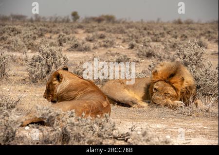 Couple de lions couché juste à côté de la route, parc national d'Etosha, Namibie Banque D'Images