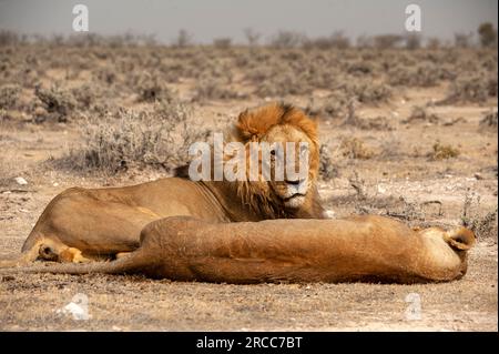 Couple de lions couché juste à côté de la route, parc national d'Etosha, Namibie Banque D'Images