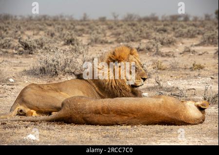 Couple de lions couché juste à côté de la route, parc national d'Etosha, Namibie Banque D'Images