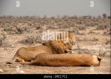 Couple de lions couché juste à côté de la route, parc national d'Etosha, Namibie Banque D'Images