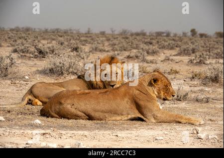 Couple de lions couché juste à côté de la route, parc national d'Etosha, Namibie Banque D'Images