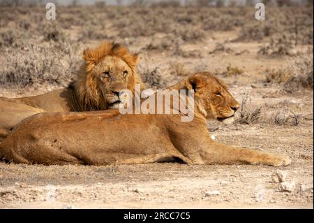 Couple de lions couché juste à côté de la route, parc national d'Etosha, Namibie Banque D'Images