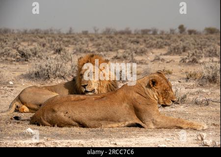 Couple de lions couché juste à côté de la route, parc national d'Etosha, Namibie Banque D'Images