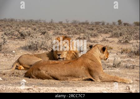 Couple de lions couché juste à côté de la route, parc national d'Etosha, Namibie Banque D'Images