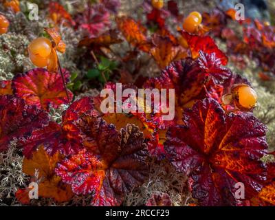 CLOUDBERRY gros plan Rubus chamaemorus baie douce originaire de l'hémisphère nord également connu sous le nom de baie de salmone Banque D'Images