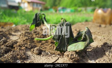 Plants de citrouille endommagés par le gel. Banque D'Images