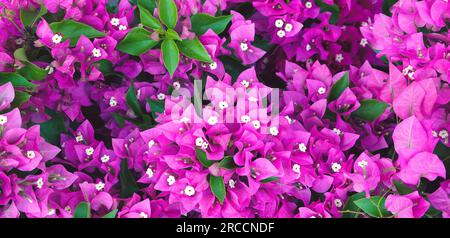 Couleur pourpre Bougainvillea en pleine floraison plantée dans le jardin. Fond floral. Gros plan Banque D'Images