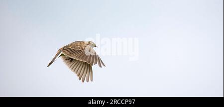 Le skylark eurasien Alauda arvensis en vol, la meilleure photo. Banque D'Images