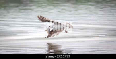 Faune fond de chasse au mouettes sur un étang, vole au-dessus de l'eau et capture des poissons, a des poissons dans son bec. La meilleure photo. Banque D'Images