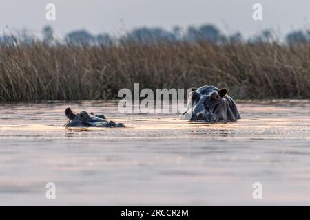 Photo à faible perspective d'un hippopotame partiellement submergé, Hippopotamus amphibius, flottant dans le delta d'Okavango pendant l'heure d'or. Banque D'Images