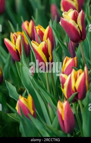 Tulip Gavota, tulipa Gavota, rouge acajou foncé, tulipe crème et citron Banque D'Images