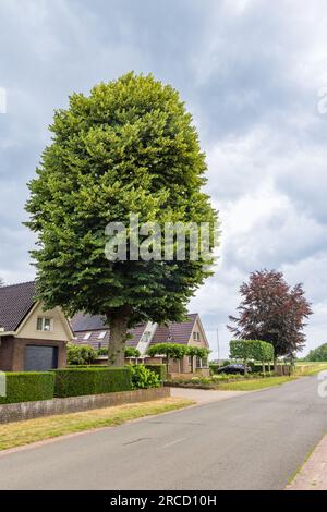 Tilia cordata ou petit tilleul le long de la rue dans le jardin d'une maison près d'Emmen dans la province de Drenthe aux pays-Bas Banque D'Images