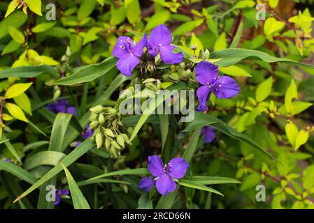 Tradescantia (Andersoniana Group) 'Zwanenburg Blue' Banque D'Images