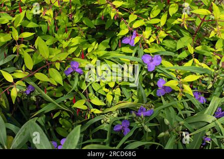 Tradescantia (Andersoniana Group) 'Zwanenburg Blue' Banque D'Images