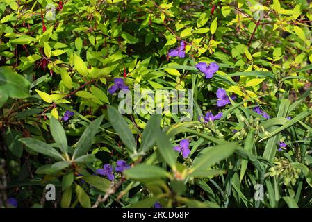 Tradescantia (Andersoniana Group) 'Zwanenburg Blue' Banque D'Images