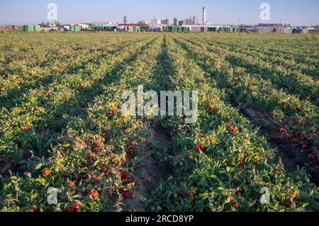 Plantation de tomates sillons avec usine de tomates au fond Banque D'Images