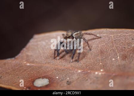 Une araignée Jotus chassant sa proie parmi la litière de feuilles. Région de Perth, Australie occidentale. Banque D'Images