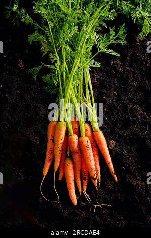 Bouquet de carottes organiques sur fond de sol sombre vu du dessus Banque D'Images