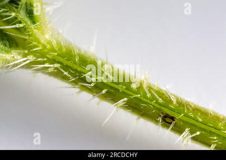 Cheveux urticants (stimulus, cnida) d'ortie. Trichomes glandulaires visibles avec acétylcholine brûlante. Nidle se brise, le fluide de la cellule e en forme de cornue Banque D'Images