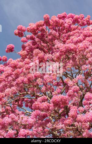 Belle vue sur les trompettes roses fleurissant dans le Pantanal Banque D'Images