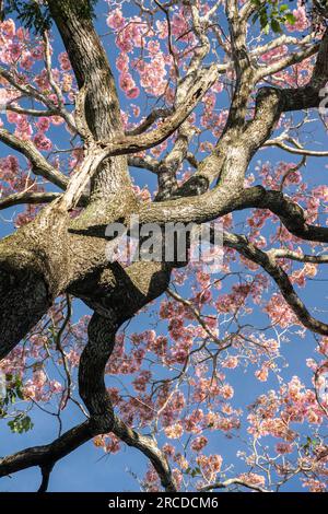 Belle vue sur les trompettes roses fleurissant dans le Pantanal Banque D'Images