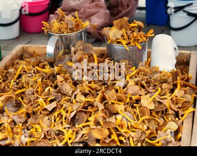 Imatra, Finlande - 27 octobre 2019 : jour de marché en ville. Vente de champignons de miellat Banque D'Images