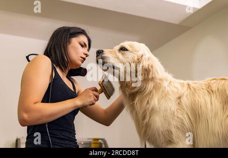Maître de toilettage séchage et coiffage un Golden retriever dans un salon de toilettage Banque D'Images