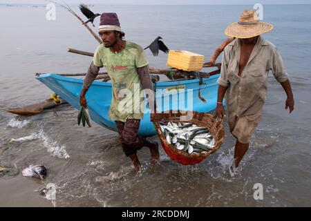 Deux pêcheurs portent un panier avec du poisson sur la plage de Trincomalee, au Sri Lanka Banque D'Images