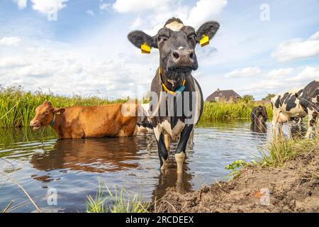 Vache laitière dans un fossé se refroidissant, nageant prenant un bain et debout dans un ruisseau, reflet dans l'eau Banque D'Images