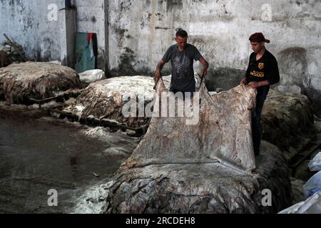 Les Palestiniens de Gaza achètent des peaux d’animaux qui sont abattues pendant l’Aïd al-Adha et y appliquent ensuite du gros sel comme première étape pour les exporter vers des usines en Cisjordanie pour être transformées en cuir pour la fabrication de chaussures. Gaza City, Palestine. Banque D'Images