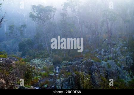 Petite cascade entourée de brouillard, Glen Elgin Creek, New England Tablelands, Nouvelle-Angleterre Australie Banque D'Images