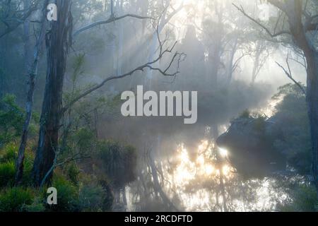 La lumière du soleil a filtré à travers le brouillard tôt le matin. Glen Elgin Creek, New England Tablelands, Nouvelle-Angleterre Australie Banque D'Images