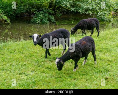 Trois jeunes moutons Zwartbles paissent dans une prairie d'eau dans le Derbyshire Peak District UK - une race rare des pays-Bas Banque D'Images