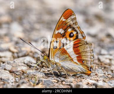 Male Purple Emperor Apatura Iris révélant ses magnifiques sous-ailes tout en dégustant des sels d'une piste boisée à travers Bentley Wood dans le Wiltshire Royaume-Uni Banque D'Images