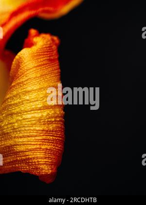 Plan recadré de pétale fané de fleur de tulipe (tulipa) sur fond noir Banque D'Images