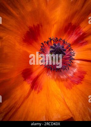 Gros plan de la tête de graine d'un grand pavot orange rouge avec pétales et pollen. Banque D'Images