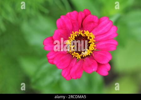 Les fleurs colorées de Zinnia elegans 'Forecast' Banque D'Images