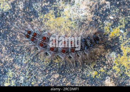 chenille ou larve de la spongieuse (Lymantria dispar), Angleterre, Royaume-Uni, défoliateur d'arbres feuillus Banque D'Images