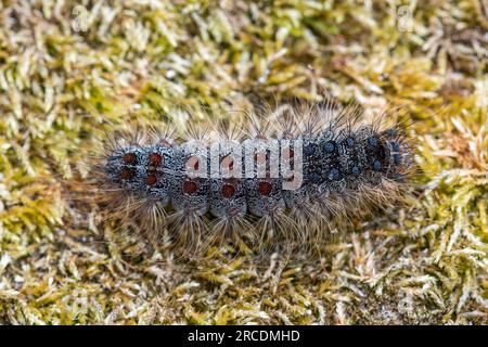chenille ou larve de la spongieuse (Lymantria dispar), Angleterre, Royaume-Uni, défoliateur d'arbres feuillus Banque D'Images