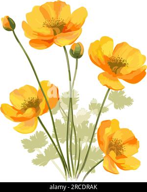 Coquelicots isolés. Fleurs oranges aquarelles avec tige et feuilles vertes. Illustration vectorielle. Illustration de Vecteur