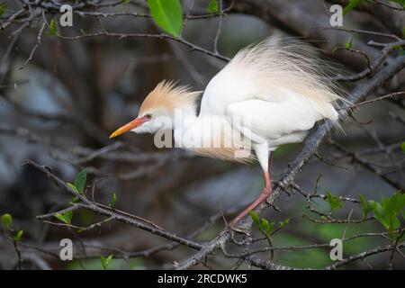 Egret de bétail (Bubulcus ibis). Wakodahatchee Wetlands, comté de Palm Beach, Floride. Banque D'Images