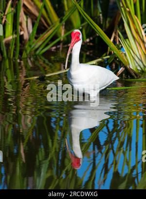 Ibis blanc américain (Eudocimus albus). Mâle mature dans les zones humides de Green Cay, comté de Palm Beach, Floride. Banque D'Images