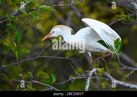 Egret de bétail (Bubulcus ibis). Wakodahatchee Wetlands, comté de Palm Beach, Floride. Banque D'Images