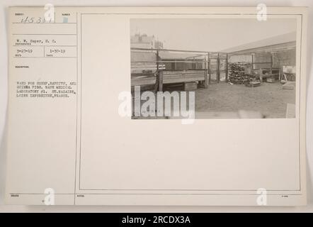 Image d'un service à l'intérieur du laboratoire médical de la base #1 à St. Nazaire, France. La salle est spécialement conçue pour accueillir des moutons, des lapins et des cobayes. La photographie a été prise par W.W. Soper, le 27 mars 1919, a été délivré le 30 janvier 1919. L'image est accompagnée de la description et des notes, y compris le numéro d'identification 45381. Banque D'Images