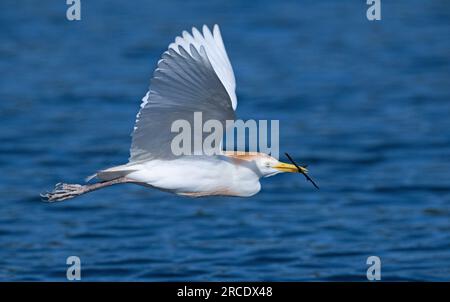 Egret de bétail (Bubulcus ibis). Wakodahatchee Wetlands, comté de Palm Beach, Floride. Banque D'Images