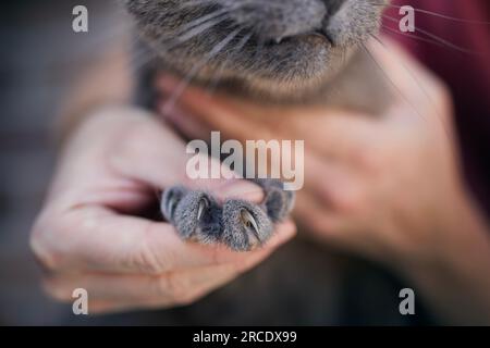 Homme tenant British Shorthair Cat montrant de longues griffes acérées. Thèmes soins pour animaux de compagnie. Banque D'Images